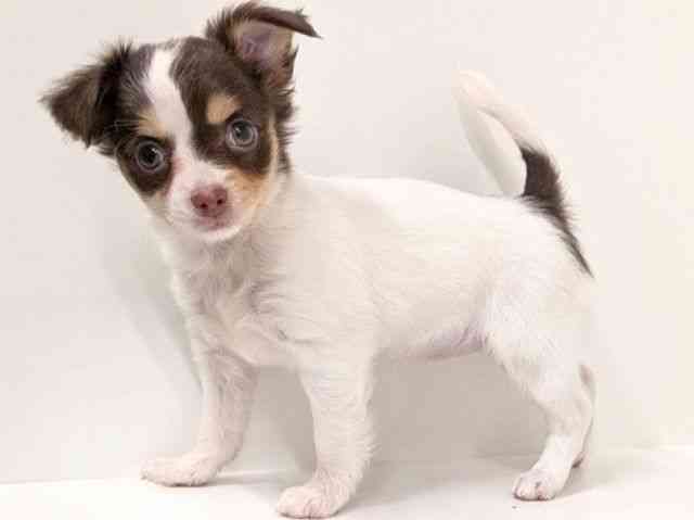 福岡県のチワワ(ロング) (ひごペットフレンドリーリバーウォーク北九州店/2025年9月27日生まれ/女の子/ホワイトチョコレートタン)の子犬の3枚目の画像