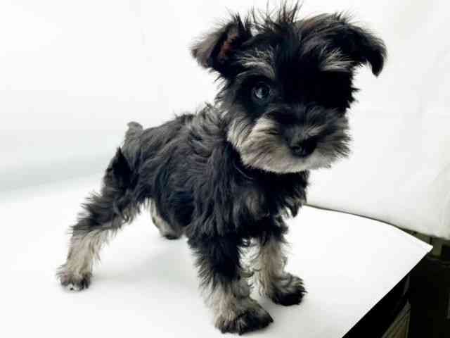 兵庫県のミニチュアシュナウザー (ひごペットフレンドリーコロワ甲子園店/2025年9月30日生まれ/女の子/ブラックシルバー)の子犬の3枚目の画像