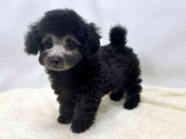 広島県のトイプードル(トイ) (ひごペットフレンドリーゆめタウン廿日市店/2025年9月30日生まれ/男の子/シルバー)の子犬の3枚目の画像