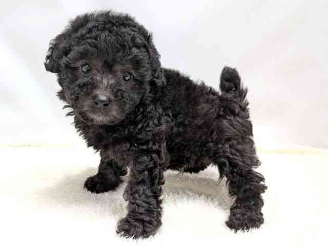 広島県のトイプードル(トイ) (ひごペットフレンドリーゆめタウン廿日市店/2025年9月30日生まれ/男の子/シルバー)の子犬の3枚目の画像