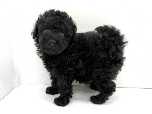 大阪府のトイプードル(トイ) (ひごペットフレンドリーイオンタウン茨木太田店/2025年9月23日生まれ/女の子/ブラック)の子犬の3枚目の画像
