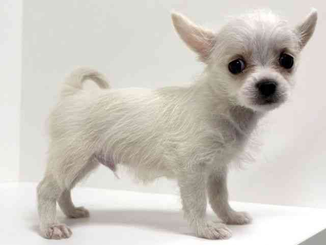 愛知県のチワマル/マルチワ(チワワ×マルチーズ) (ひごペットフレンドリーイトーヨーカドー知多店/2025年9月30日生まれ/男の子/ホワイト)の子犬の3枚目の画像