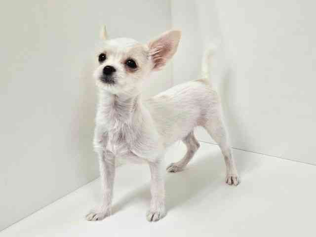 愛知県のチワマル/マルチワ(チワワ×マルチーズ) (ひごペットフレンドリーイトーヨーカドー知多店/2025年9月30日生まれ/男の子/ホワイト)の子犬の3枚目の画像