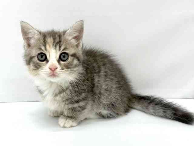 大阪府のマンチカン (ひごペットフレンドリーイオンタウン茨木太田店/2025年9月29日生まれ/女の子/シルバーパッチドタビーホワイト)の子猫の3枚目の画像