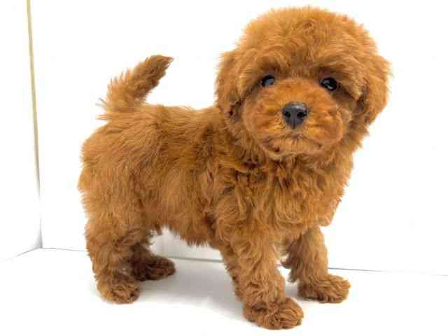 大阪府のトイプードル(トイ) (ひごペットフレンドリーイオンタウン茨木太田店/2025年9月30日生まれ/男の子/レッド)の子犬の3枚目の画像