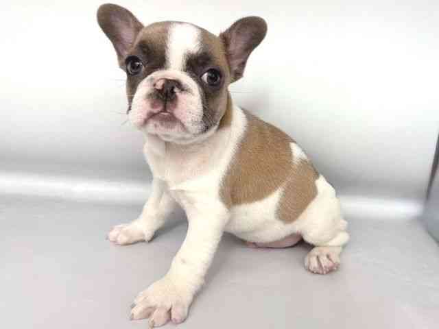 大阪府のフレンチブルドッグ (ひごペットフレンドリー岸和田店/2025年9月28日生まれ/男の子/パイド)の子犬の3枚目の画像