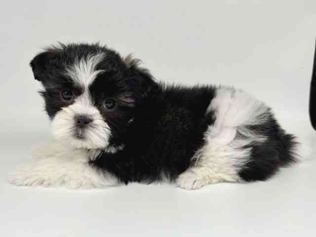 大阪府のマルズー/マルシーズ(マルチーズ×シーズー) (ひごペットフレンドリー瓜破店/2025年9月29日生まれ/女の子/ホワイトブラック)の子犬の3枚目の画像