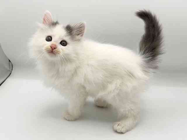 京都府のノルウェージャンフォレストキャット (ひごペットフレンドリーイオンモール高の原店/2025年9月30日生まれ/男の子/ブルーホワイトバン)の子猫の3枚目の画像