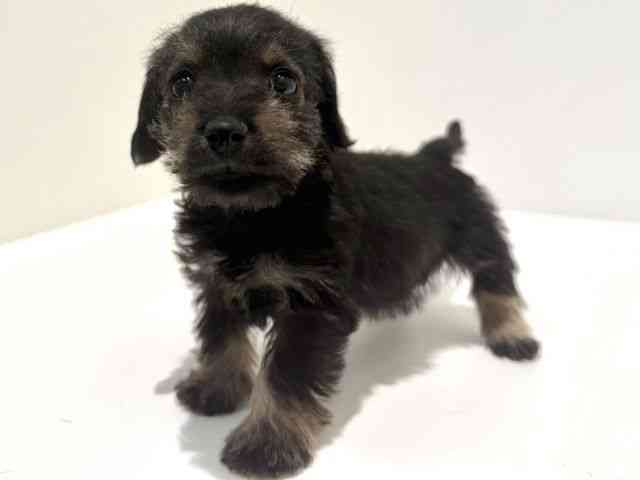 大阪府のシュナックス(シュナウザー×ダックス) (ひごペットフレンドリーイオン高槻店/2025年9月30日生まれ/女の子/ブラックタン)の子犬の3枚目の画像