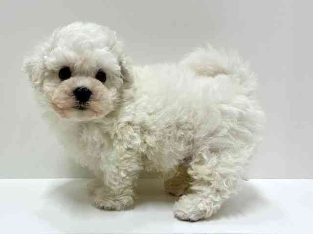 愛知県のビションフリーゼ (ひごペットフレンドリーららぽーと名古屋みなとアクルス店/2025年9月30日生まれ/男の子/ホワイト)の子犬の3枚目の画像