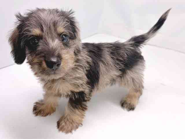 京都府のシュナックス(シュナウザー×ダックス) (ひごペットフレンドリー洛北阪急スクエア店/2025年9月30日生まれ/男の子/シルバーダップル)の子犬の3枚目の画像