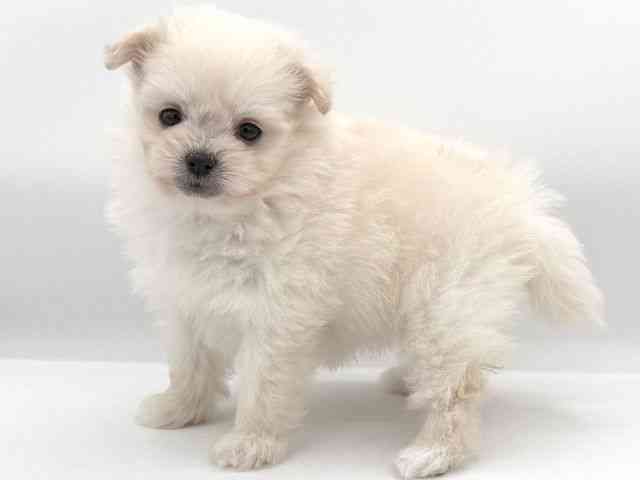 大阪府のポメプー(ポメラニアン×プードル) (ひごペットフレンドリーイオンそよら海老江店/2025年9月29日生まれ/女の子/ホワイト)の子犬の3枚目の画像