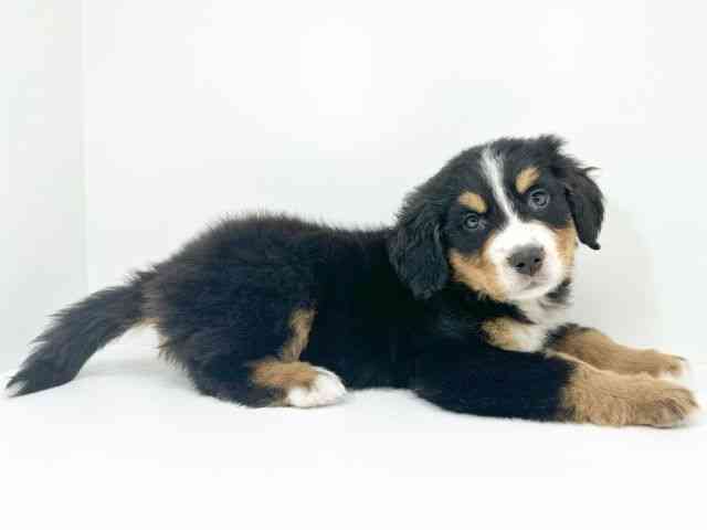 京都府のバーニーズマウンテンドッグ (ひごペットフレンドリーイズミヤショッピングセンター八幡店/2025年9月26日生まれ/女の子/ブラックラストホワイト)の子犬の3枚目の画像