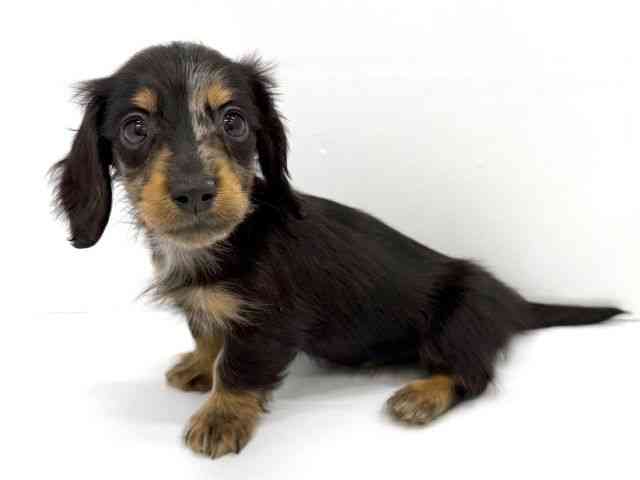 大阪府のミニチュアダックスフンド(ロング) (ひごペットフレンドリーイオンタウン茨木太田店/2025年9月30日生まれ/男の子/シルバーダップル)の子犬の3枚目の画像