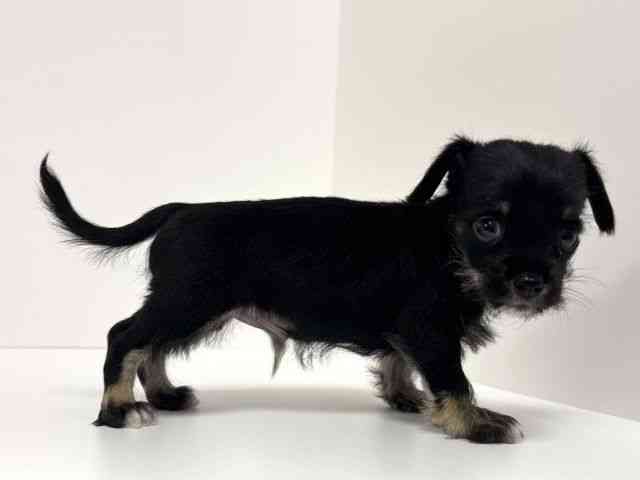 愛知県のハーフ犬・ミックス犬 (ひごペットフレンドリーイトーヨーカドー知多店/2025年9月21日生まれ/男の子/ブラックシルバー)の子犬の3枚目の画像