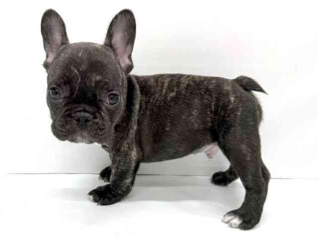 大阪府のフレンチブルドッグ (ひごペットフレンドリーイオンタウン茨木太田店/2025年9月29日生まれ/男の子/ブリンドル)の子犬の3枚目の画像
