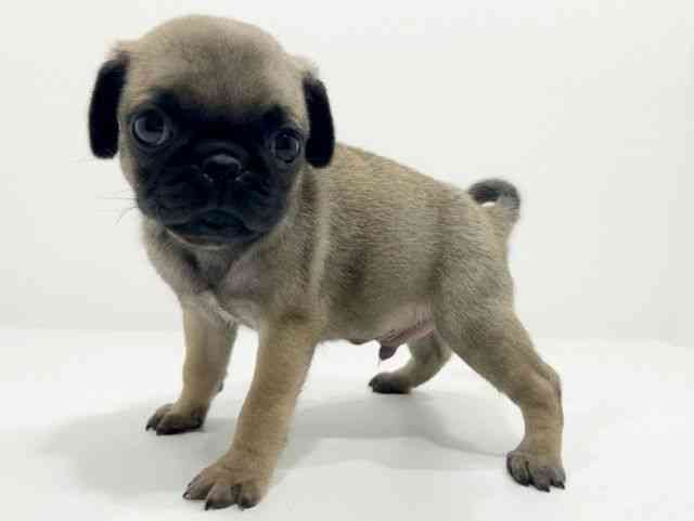 広島県のパグ (ひごペットフレンドリーフジグラン神辺店/2025年9月25日生まれ/男の子/フォーン)の子犬の3枚目の画像