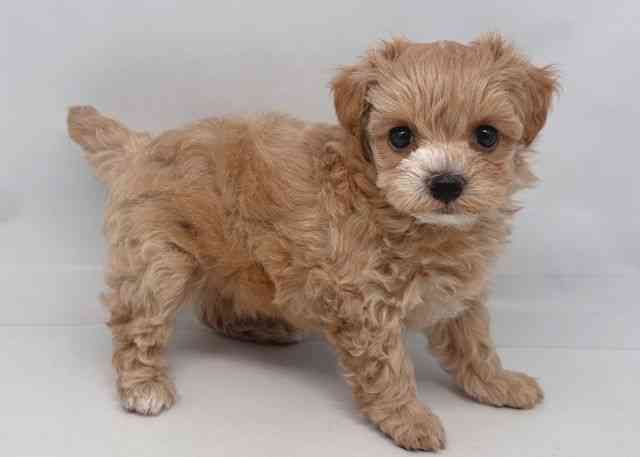 鳥取県のマルプー(マルチーズ×プードル) (ひごペットフレンドリーイオンモール鳥取北店/2025年9月22日生まれ/女の子/アプリコット)の子犬の3枚目の画像