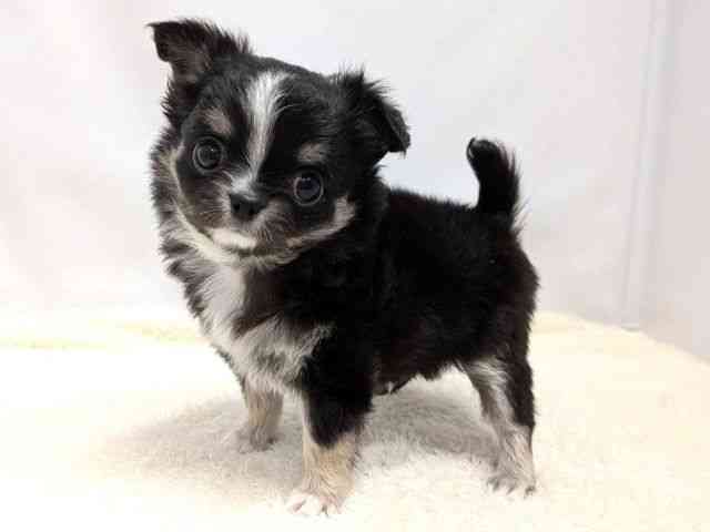 広島県のチワワ(ロング) (ひごペットフレンドリーゆめタウン廿日市店/2025年9月30日生まれ/男の子/ブラックタンホワイト)の子犬の3枚目の画像