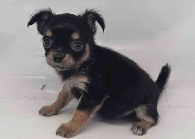 鳥取県のチワワ(ロング) (ひごペットフレンドリーイオンモール鳥取北店/2025年9月30日生まれ/女の子/ブラックタン)の子犬の3枚目の画像