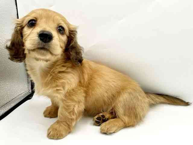 奈良県のミニチュアダックスフンド(ロング) (ひごペットフレンドリートナリエ大和高田店/2025年9月30日生まれ/女の子/レッド)の子犬の3枚目の画像