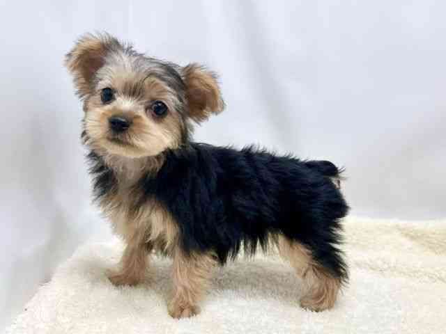 広島県のヨークシャーテリア (ひごペットフレンドリーゆめタウン廿日市店/2025年9月27日生まれ/女の子/スチールブルータン)の子犬の3枚目の画像