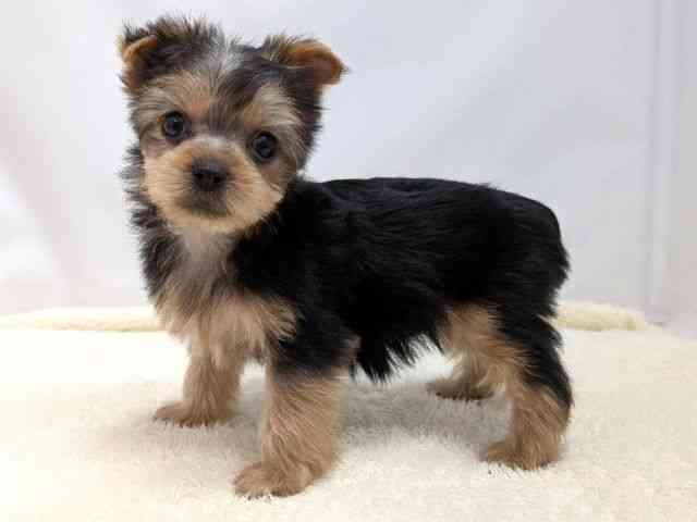 広島県のヨークシャーテリア (ひごペットフレンドリーゆめタウン廿日市店/2025年9月27日生まれ/女の子/スチールブルータン)の子犬の3枚目の画像