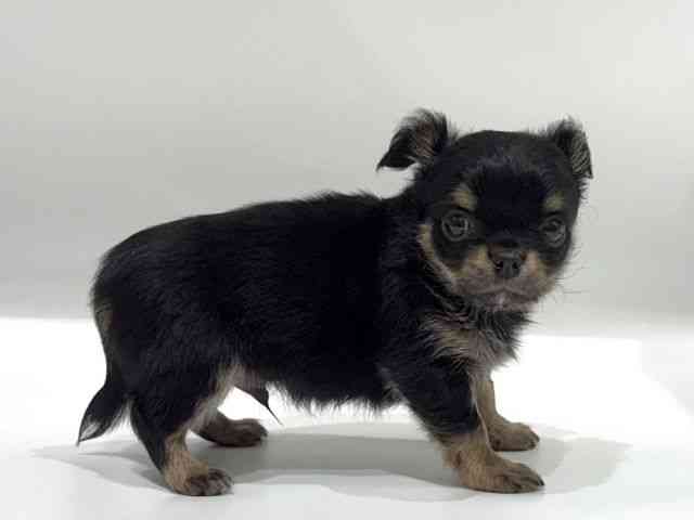 愛知県のチワワ(ロング) (ひごペットフレンドリーヴィアモール アピタ江南西店/2025年9月30日生まれ/男の子/ブラックタン)の子犬の3枚目の画像