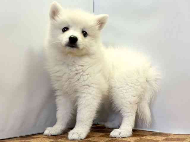 愛媛県の日本スピッツ (ひごペットフレンドリーエミフルMASAKI店/2025年9月26日生まれ/女の子/ホワイト)の子犬の3枚目の画像