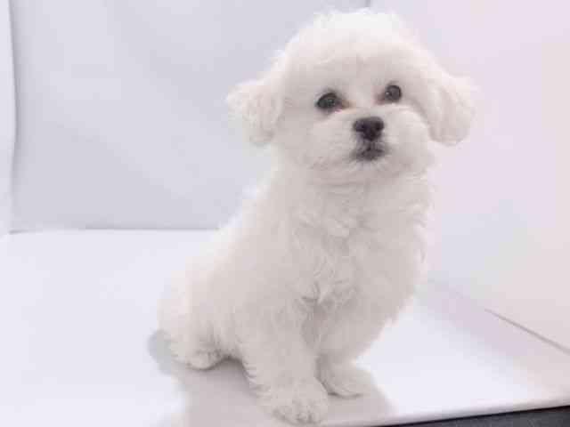 大阪府のペキプー(ペキニーズ×プードル) (ひごペットフレンドリーイズミヤショッピングセンター千里丘店/2025年9月30日生まれ/女の子/ホワイト)の子犬の3枚目の画像
