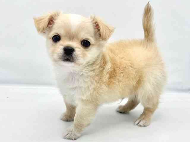 大阪府のチワワ(ロング) (ひごペットフレンドリーイトーヨーカドー津久野店/2025年9月30日生まれ/男の子/クリームホワイト)の子犬の3枚目の画像