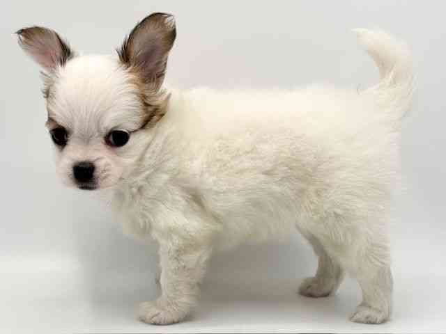 大阪府のパピチー/チワパピ(パピヨン×チワワ) (ひごペットフレンドリーみのおキューズモール店/2025年9月30日生まれ/女の子/ホワイトブラウン)の子犬の3枚目の画像