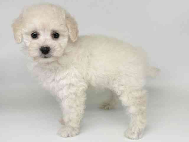 大阪府のトイプードル(トイ) (ひごペットフレンドリー瓜破店/2025年9月29日生まれ/男の子/ホワイト)の子犬の3枚目の画像