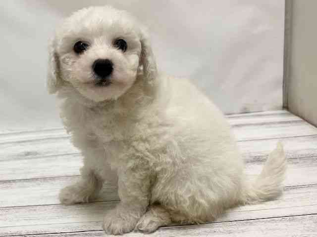 和歌山県のビションフリーゼ (ひごペットフレンドリーパームシティ和歌山店/2025年9月29日生まれ/男の子/ホワイト)の子犬の3枚目の画像