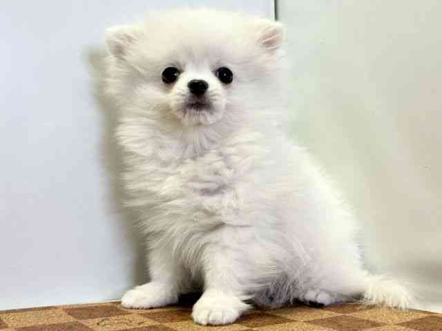 愛媛県のポメチワ/チワポメ/ポメチー(ポメラニアン×チワワ) (ひごペットフレンドリーエミフルMASAKI店/2025年10月1日生まれ/女の子/クリーム)の子犬の3枚目の画像