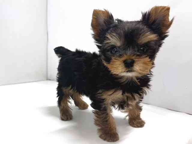 奈良県のヨークシャーテリア (ひごペットフレンドリー奈良パワーシティ店/2025年9月30日生まれ/女の子/スチールブルータン)の子犬の3枚目の画像