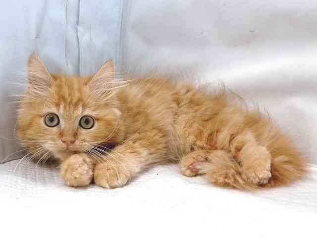 大阪府のラガマフィン (ひごペットフレンドリー堺プラットプラット店/2025年9月28日生まれ/男の子/レッドタビー)の子猫の3枚目の画像