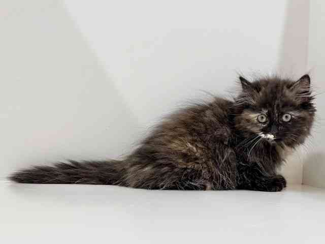 奈良県のラガマフィン (ひごペットフレンドリーイオンモール橿原ウエスト・ビレッジ店/2025年9月28日生まれ/女の子/トーティー)の子猫の3枚目の画像