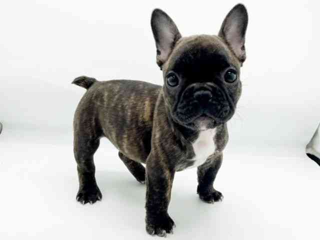 兵庫県のフレンチブルドッグ (ひごペットフレンドリーコロワ甲子園店/2025年9月29日生まれ/女の子/ブリンドル)の子犬の3枚目の画像