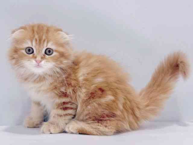 京都府のスコティッシュフォールド (ひごペットフレンドリーイズミヤショッピングセンター八幡店/2025年10月1日生まれ/女の子/レッドタビー)の子猫の3枚目の画像