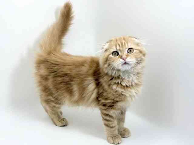 京都府のスコティッシュフォールド (ひごペットフレンドリーイズミヤショッピングセンター八幡店/2025年10月1日生まれ/女の子/レッドタビー)の子猫の3枚目の画像