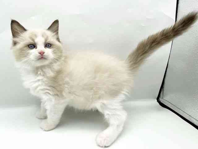 奈良県のラグドール (ひごペットフレンドリートナリエ大和高田店/2025年9月29日生まれ/女の子/シールポイントバイカラー)の子猫の3枚目の画像