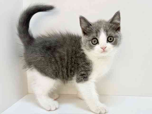 大阪府のブリティッシュショートヘアー (ひごペットフレンドリーいこらもーる泉佐野店/2025年9月28日生まれ/女の子/ブルーホワイト)の子猫の3枚目の画像