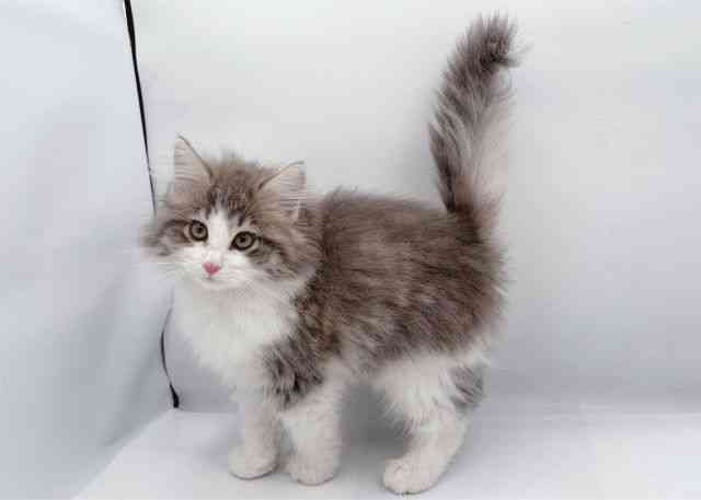 島根県のノルウェージャンフォレストキャット (ひごペットフレンドリーイオン松江ショッピングセンター店/2025年10月1日生まれ/女の子/ブルータビーホワイト)の子猫の3枚目の画像