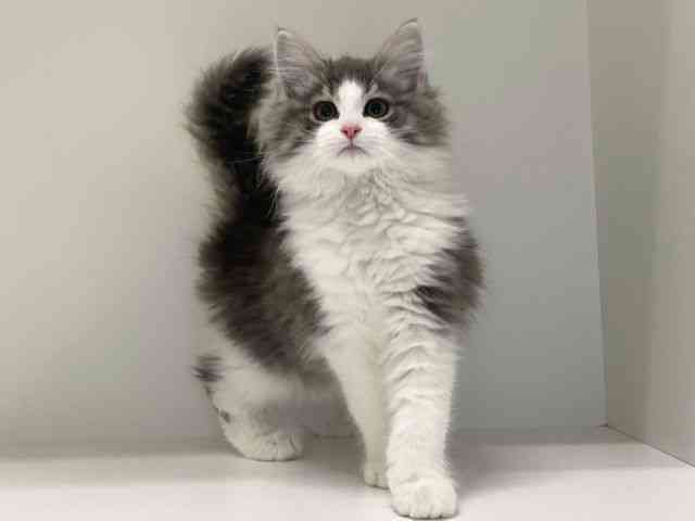 兵庫県のノルウェージャンフォレストキャット (ひごペットフレンドリーイトーヨーカドー明石店/2025年10月1日生まれ/女の子/ブルータビーホワイト)の子猫の3枚目の画像