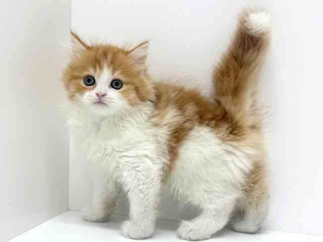 大阪府のマンチカン (ひごペットフレンドリーくずはモール店/2025年10月1日生まれ/女の子/レッドタビーホワイト)の子猫の3枚目の画像