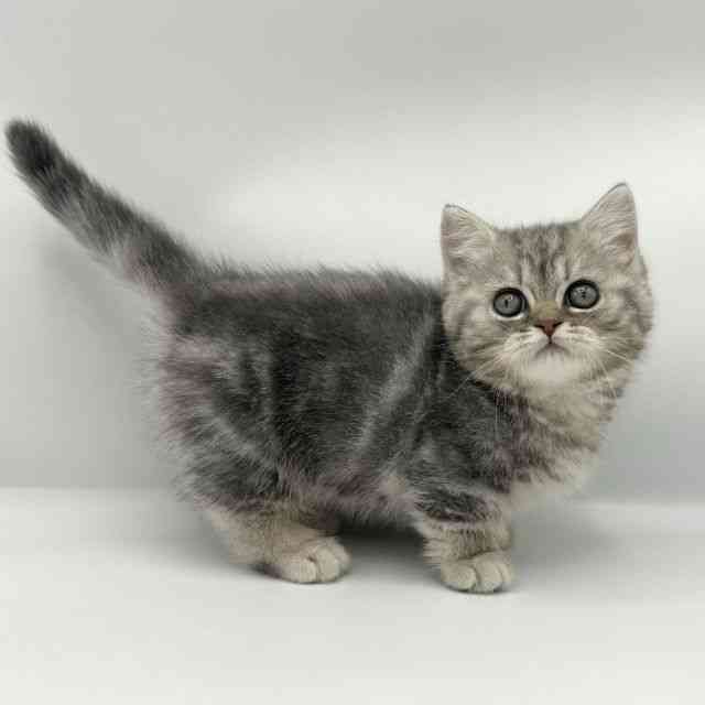 大阪府のマンチカン (ひごペットフレンドリーららぽーとEXPOCITY店/2025年10月2日生まれ/男の子/ブルータビー)の子猫の3枚目の画像