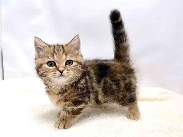 広島県のマンチカン (ひごペットフレンドリーゆめタウン廿日市店/2025年10月2日生まれ/女の子/ブラウンタビー)の子猫の3枚目の画像