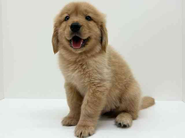 兵庫県のゴールデンレトリバー (ひごペットフレンドリーブルメールHAT神戸店/2025年10月1日生まれ/男の子/ゴールデン)の子犬の3枚目の画像