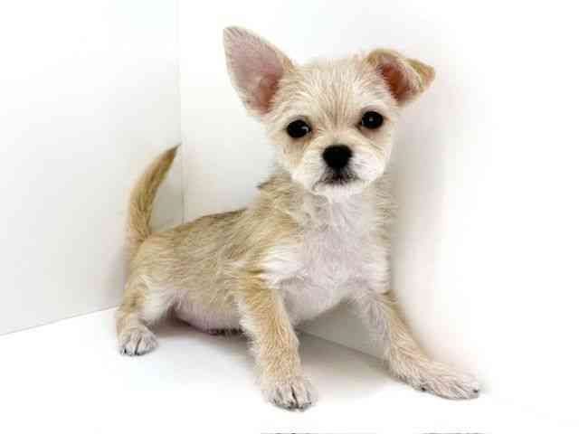 大阪府のチワマル/マルチワ(チワワ×マルチーズ) (ひごペットフレンドリーいこらもーる泉佐野店/2025年10月1日生まれ/男の子/レッドホワイト)の子犬の3枚目の画像